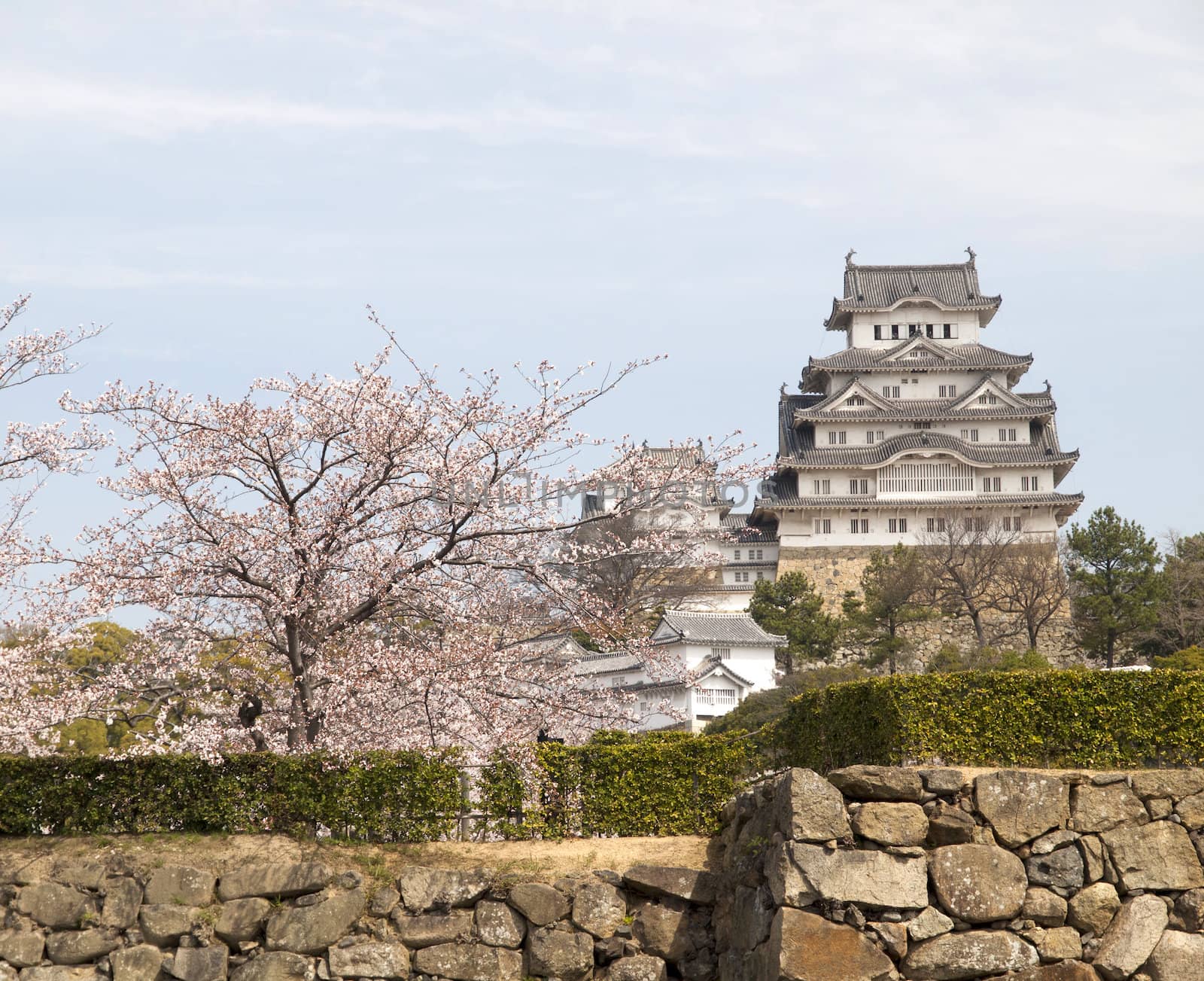 Main tower of Himeji Castle in cherry blossom season