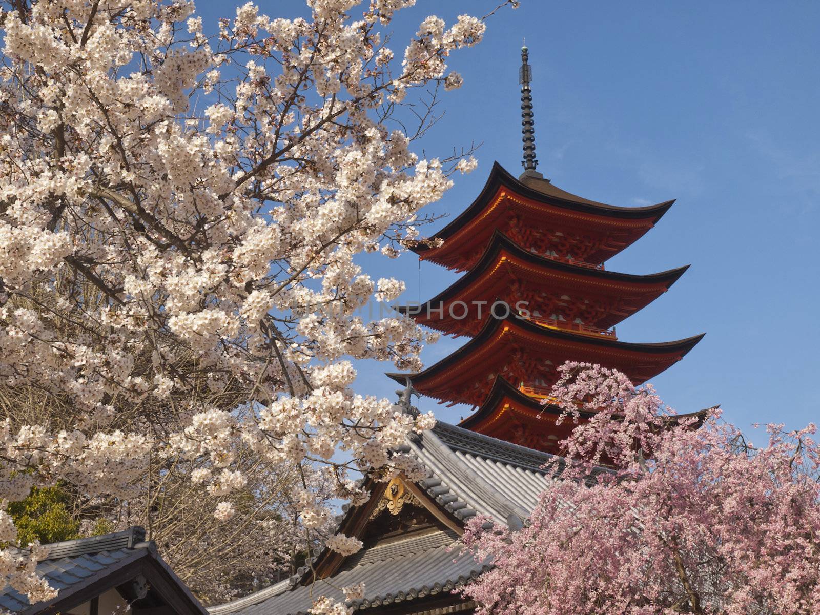 The five storey pagodas in cherry blossom season on miyajima island, hiroshima, japan