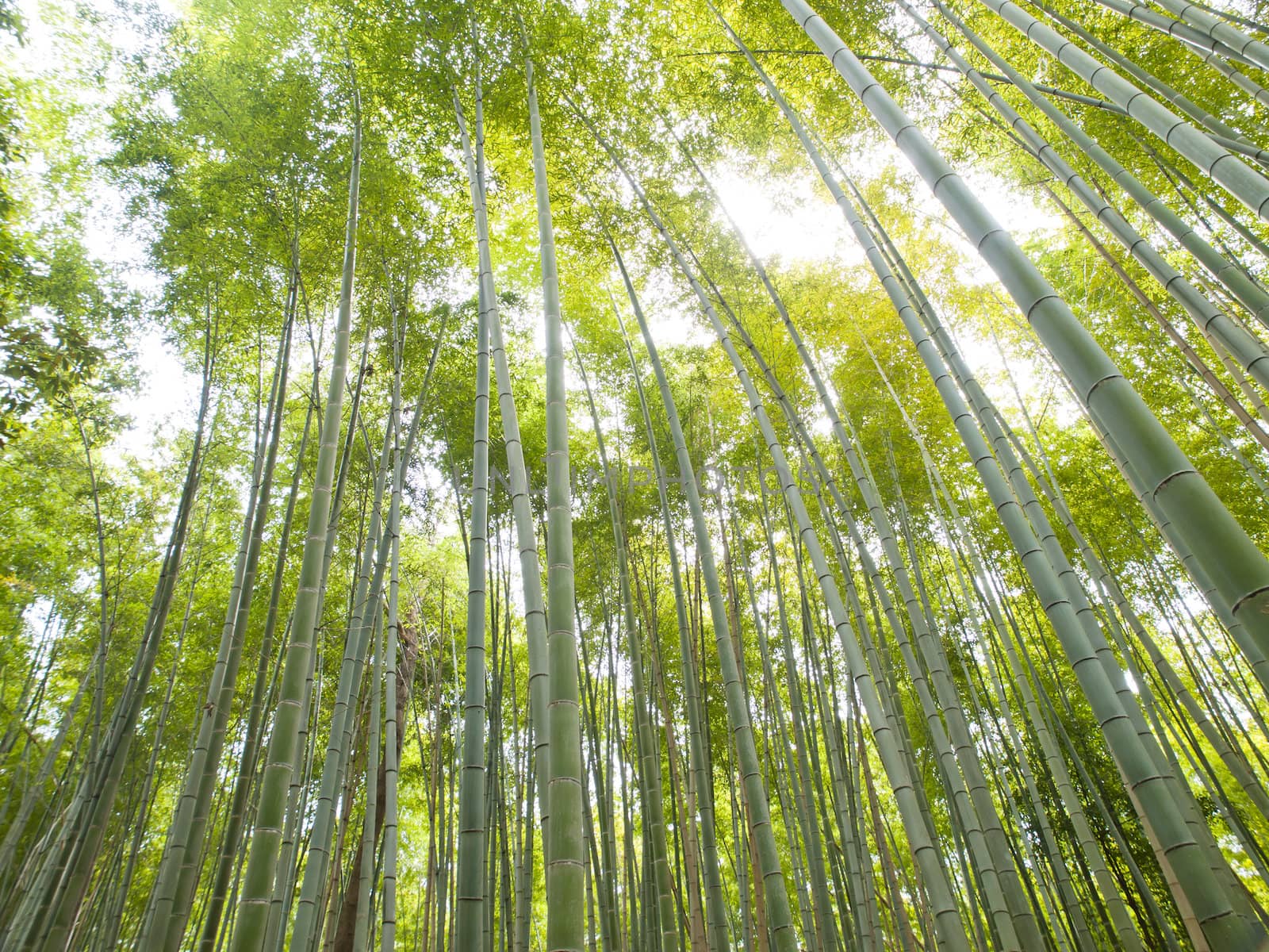 Bamboo forest at Arashiyama, Kyoto