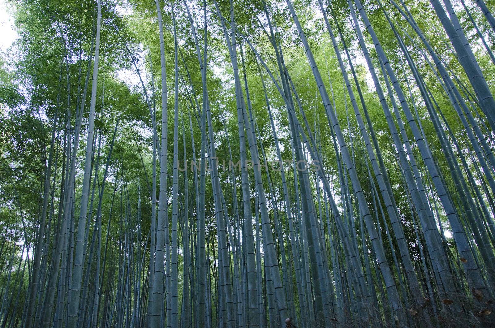 Background of green japanese bamboo stems in a  forest seen from the side