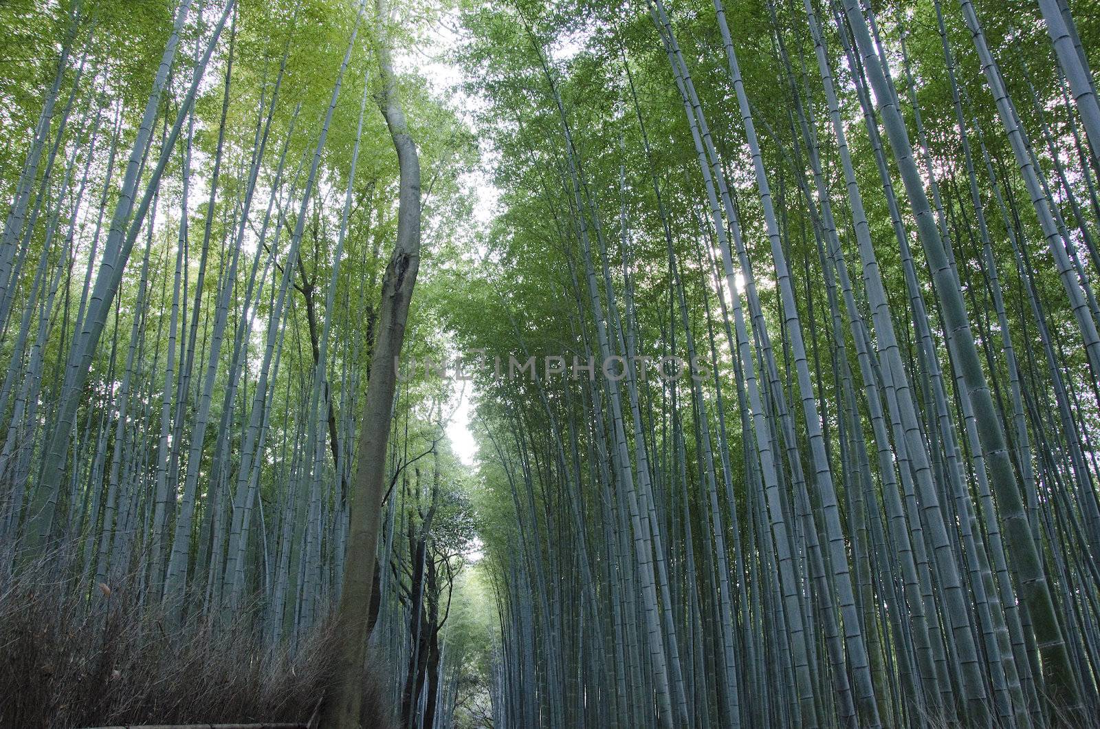 Background of green japanese bamboo stems in a  forest seen from the side
