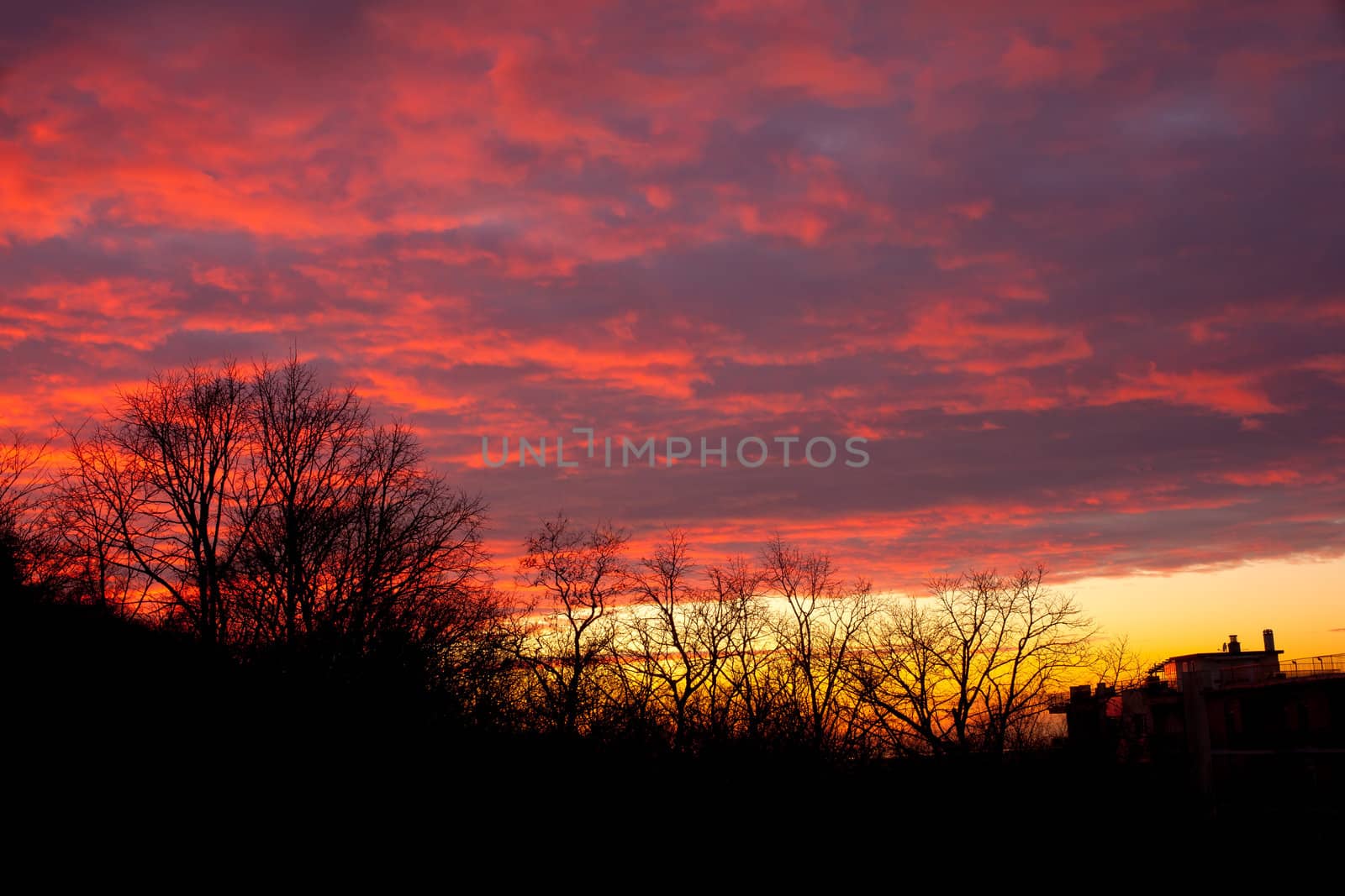 View of branch in the sunset background