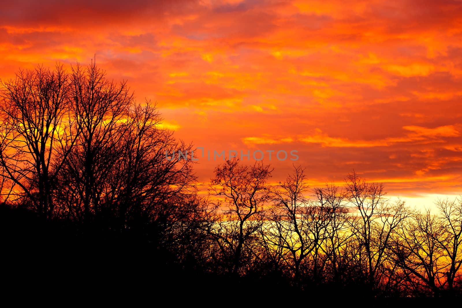 View of branch in the sunset background