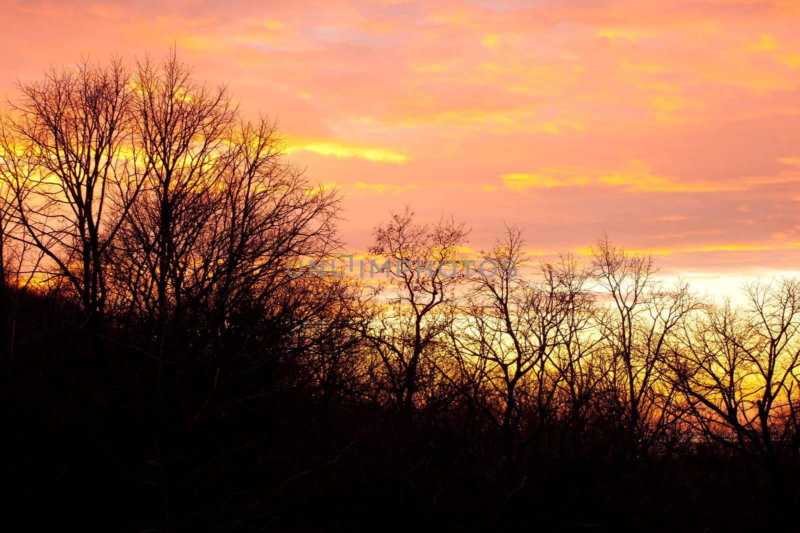 View of branch in the sunset background