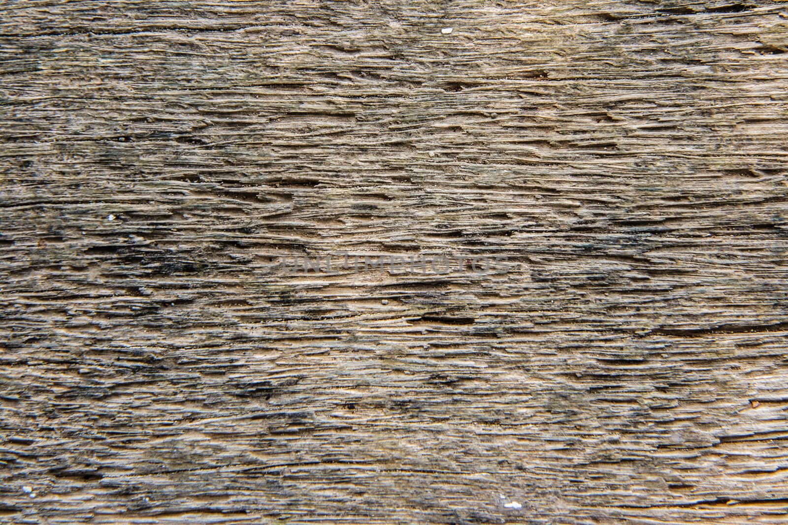 texture in coconut wood