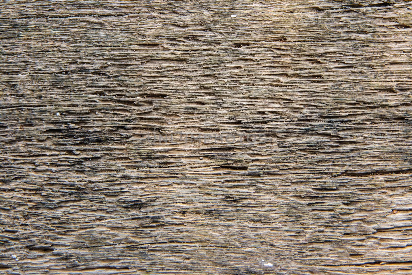 texture in coconut wood