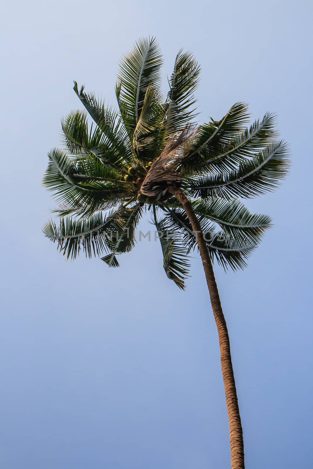 U-turn Coconut tree