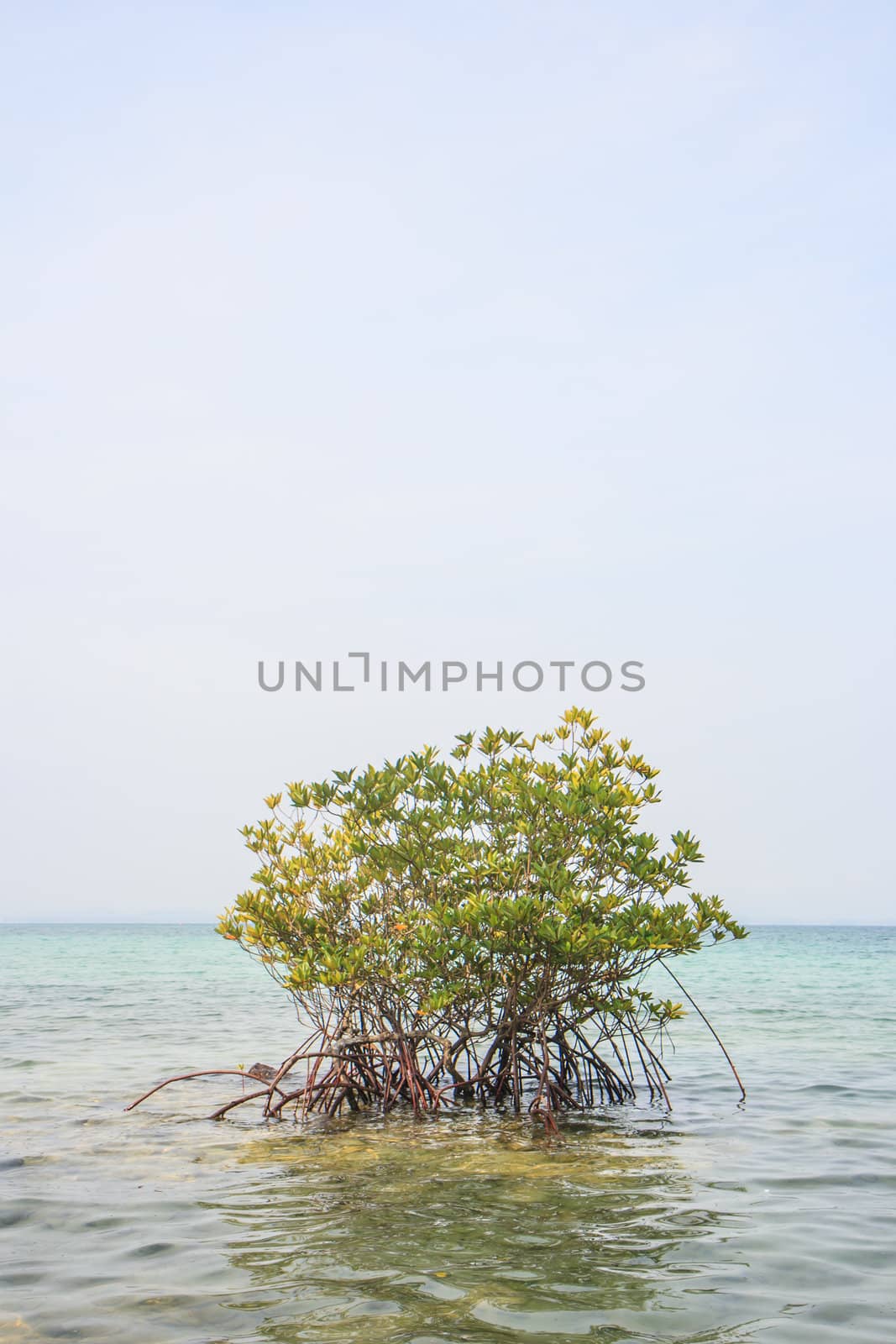 Mangrove tree growing in sea