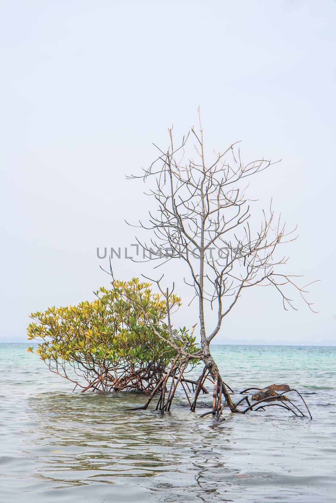 Mangrove tree in sea growing or die ,Global warming concept.