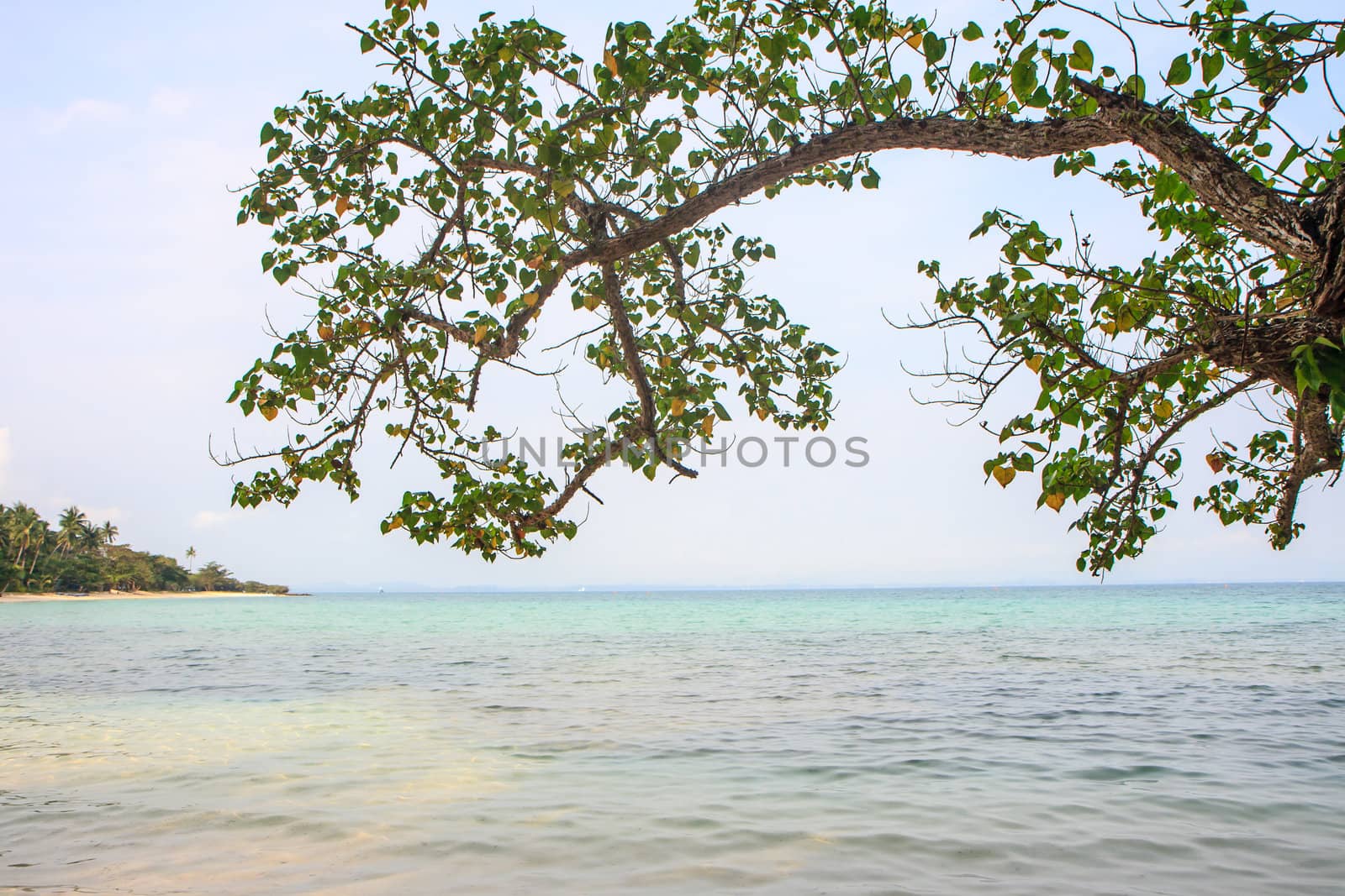 Tree on beach