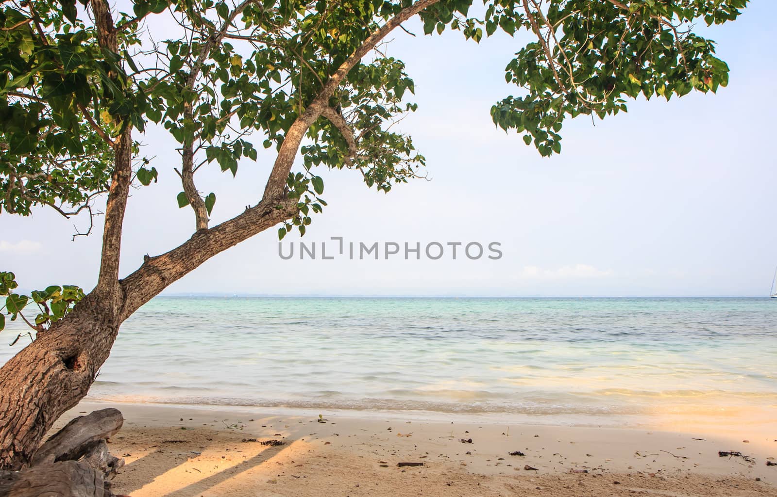 Tree on beach by bunwit