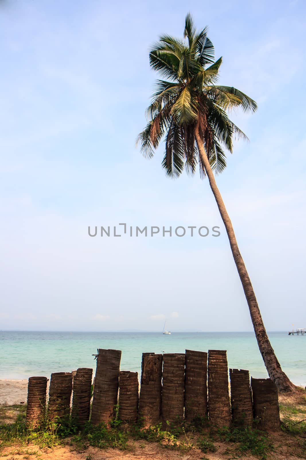 Coconut tree background