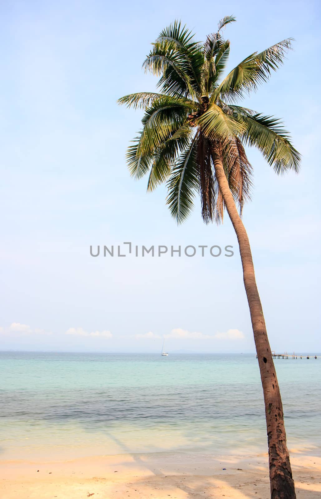 Coconut tree by bunwit