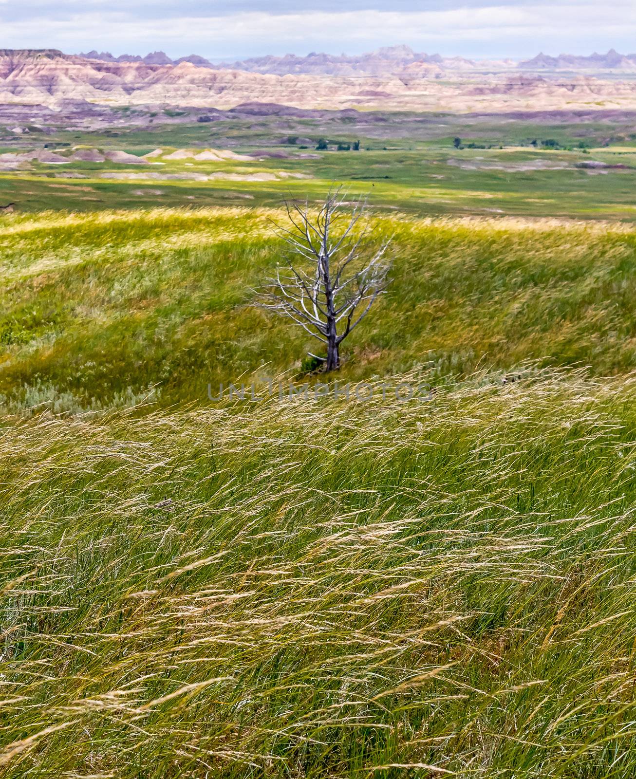 Vistas of Badlands National Park, USA by wolterk