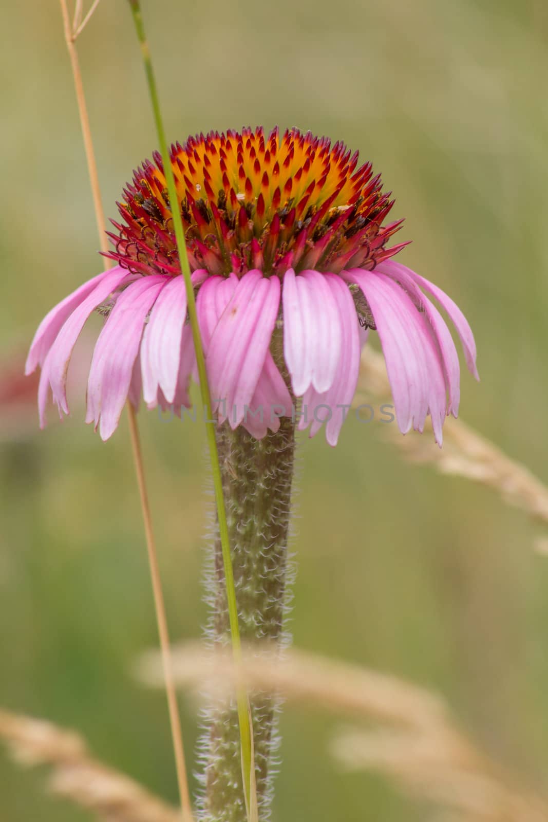 Wild Cone Flower at Badlands National Park, USA by wolterk