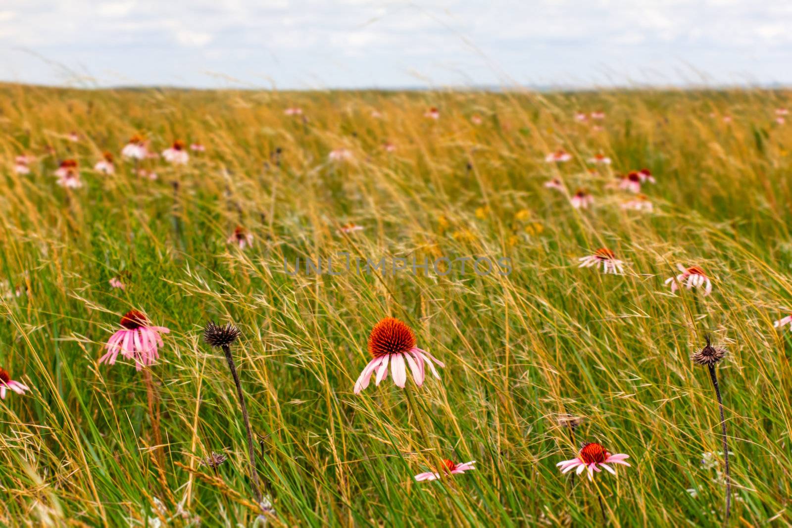 Grasslands Meet the Badlands in South Dakota, USA.