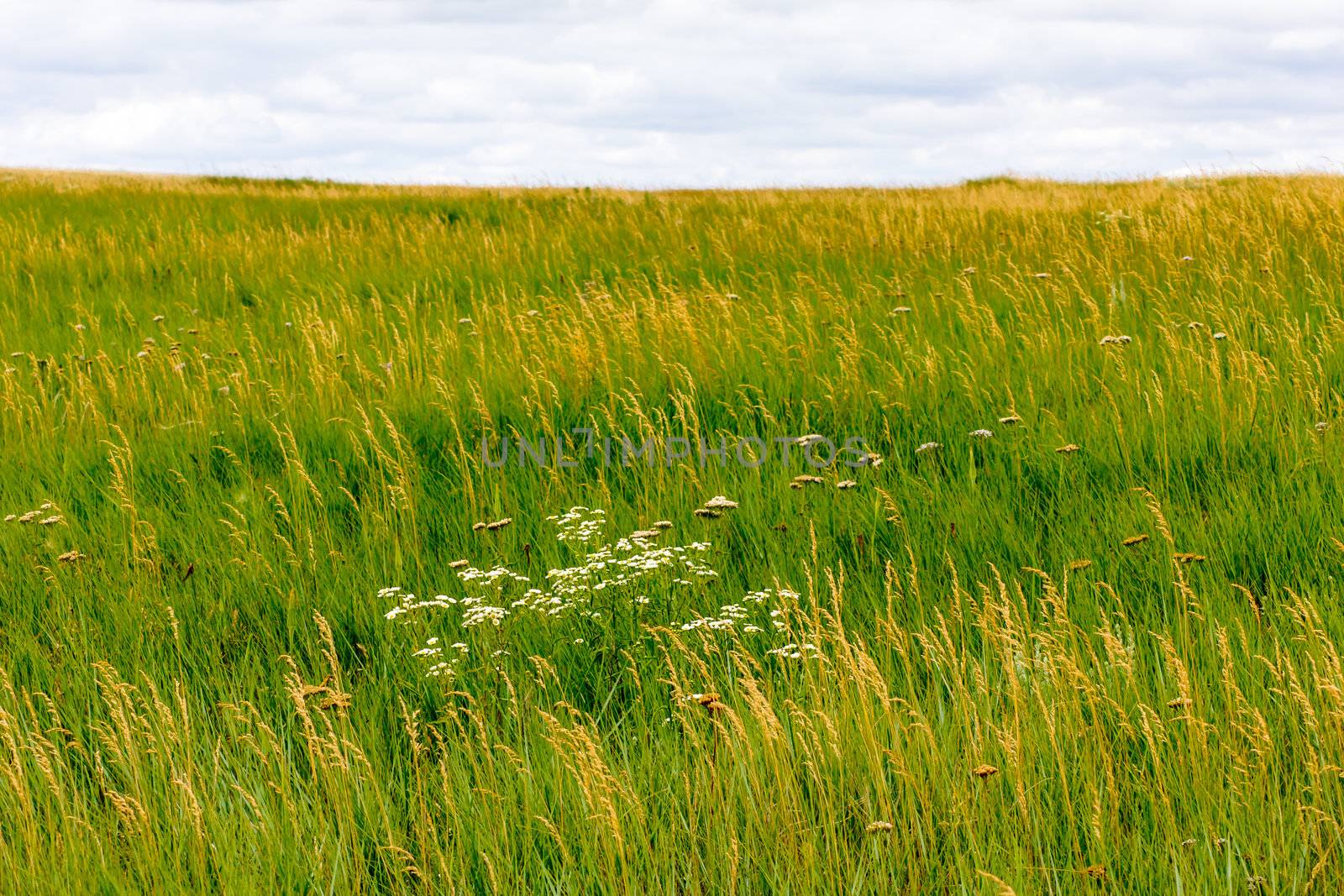 Grasslands Meet the Badlands in South Dakota, USA.