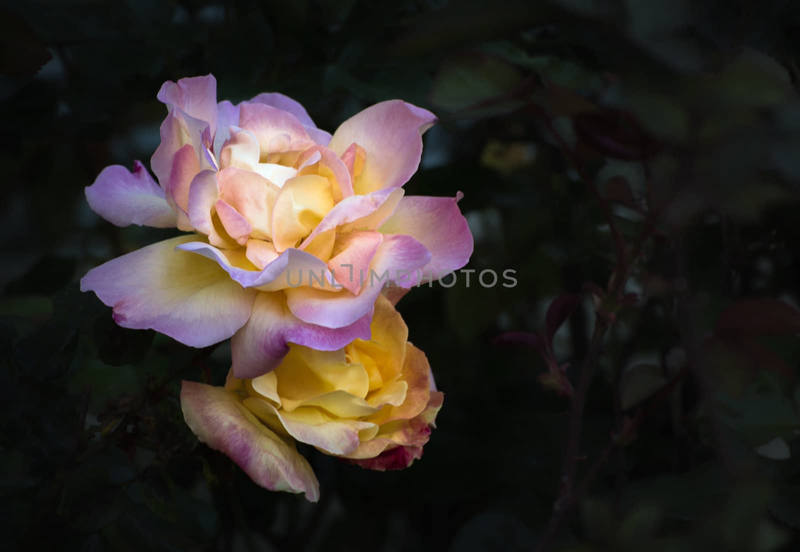 ose Bloom in Evening Light Rose Bloom in Evening Light