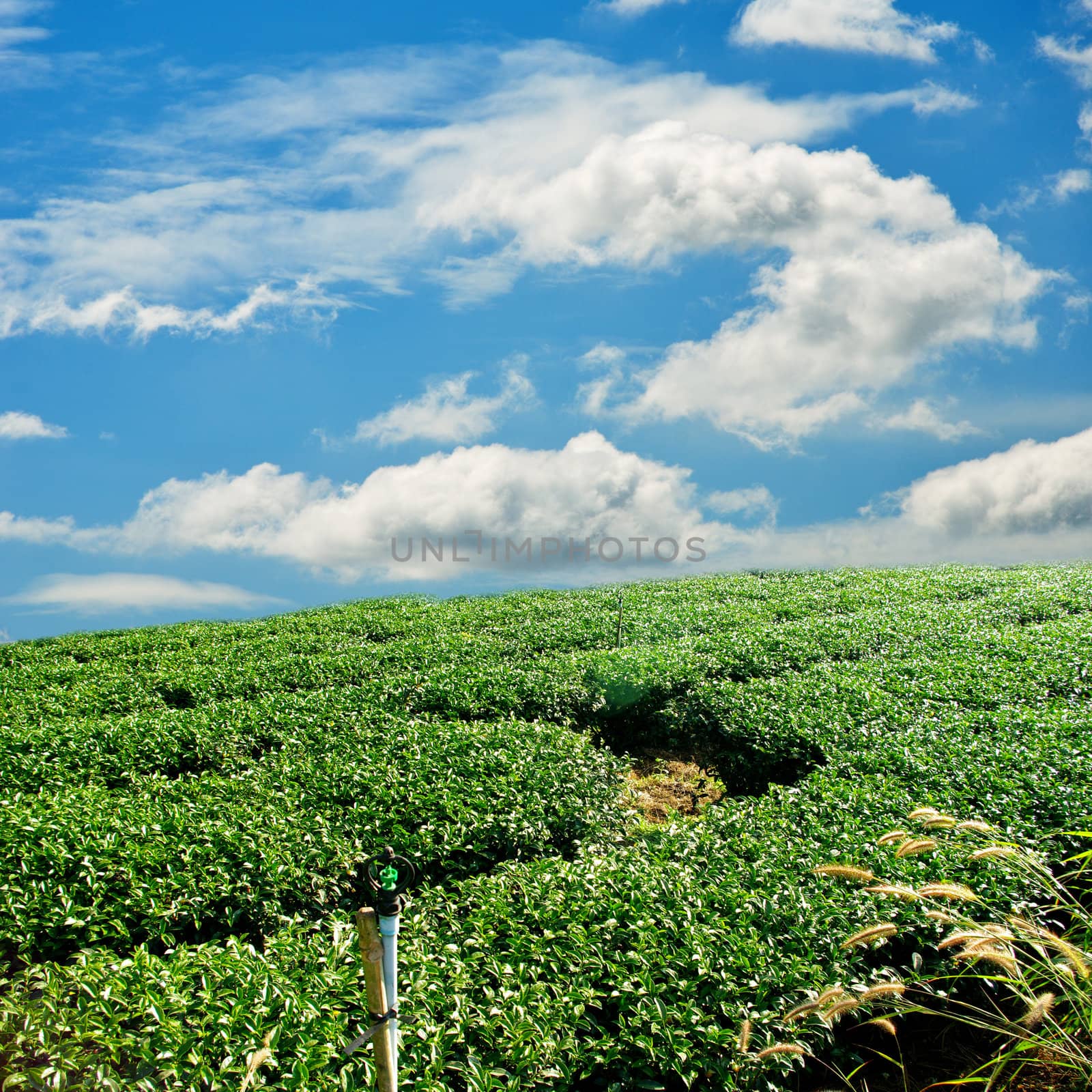 Green tea farm on hill with blue sky background