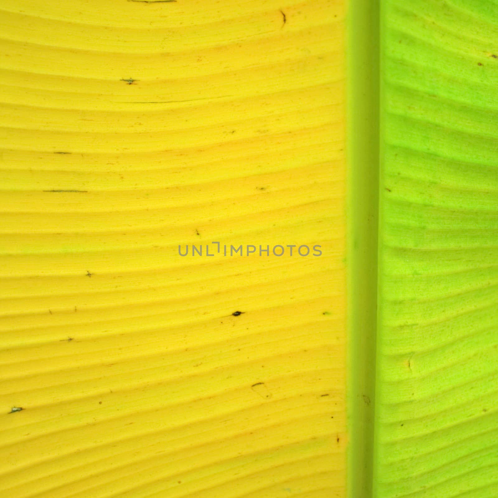 Banana leaf background with lines