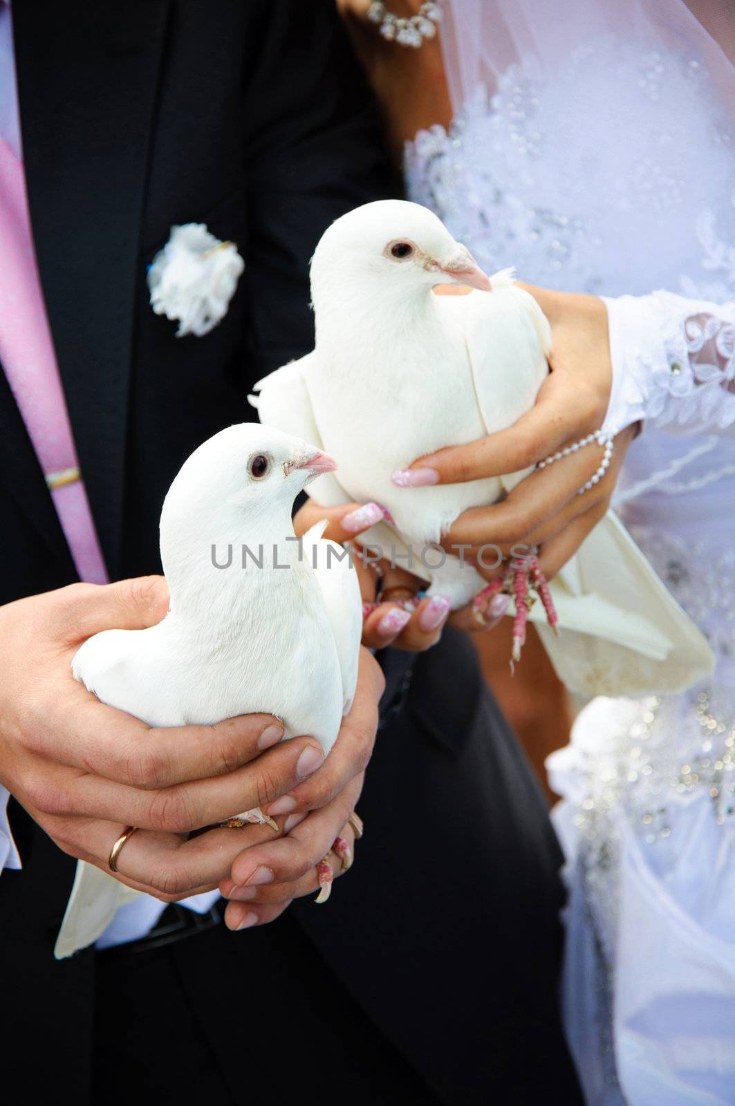 pair of white pigeon in a wedding couple hands. Holiday tradition. Symbol of purity love
