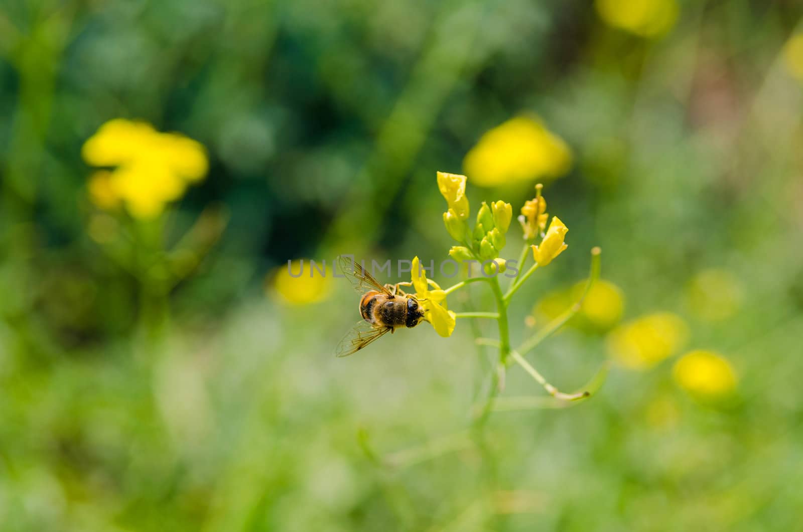 bee pollinating a flower. Green nature background. Heat season