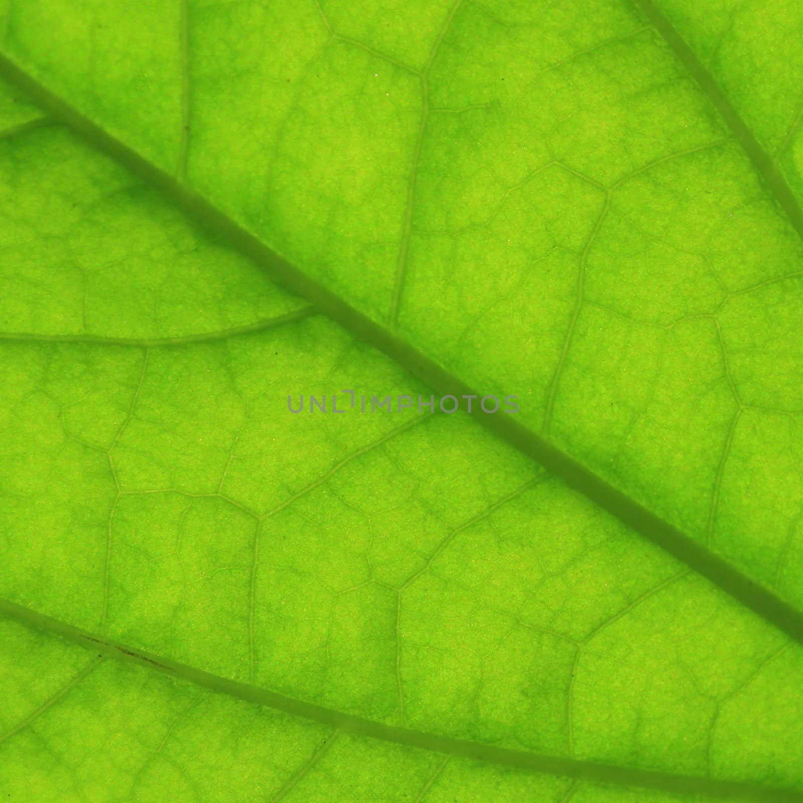 Close up green leaf texture