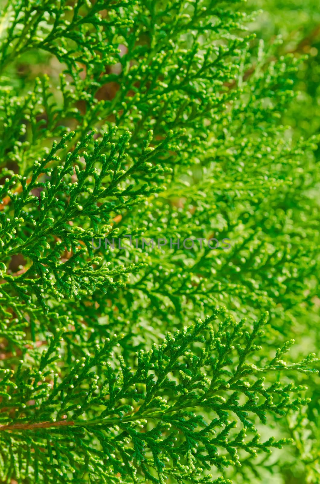 saturated green leaves of thuja. Bright lush foliage background