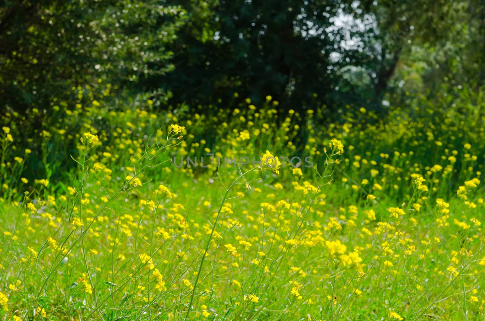 Meadow of yellow flowers with gossamer. Beauty nature background 