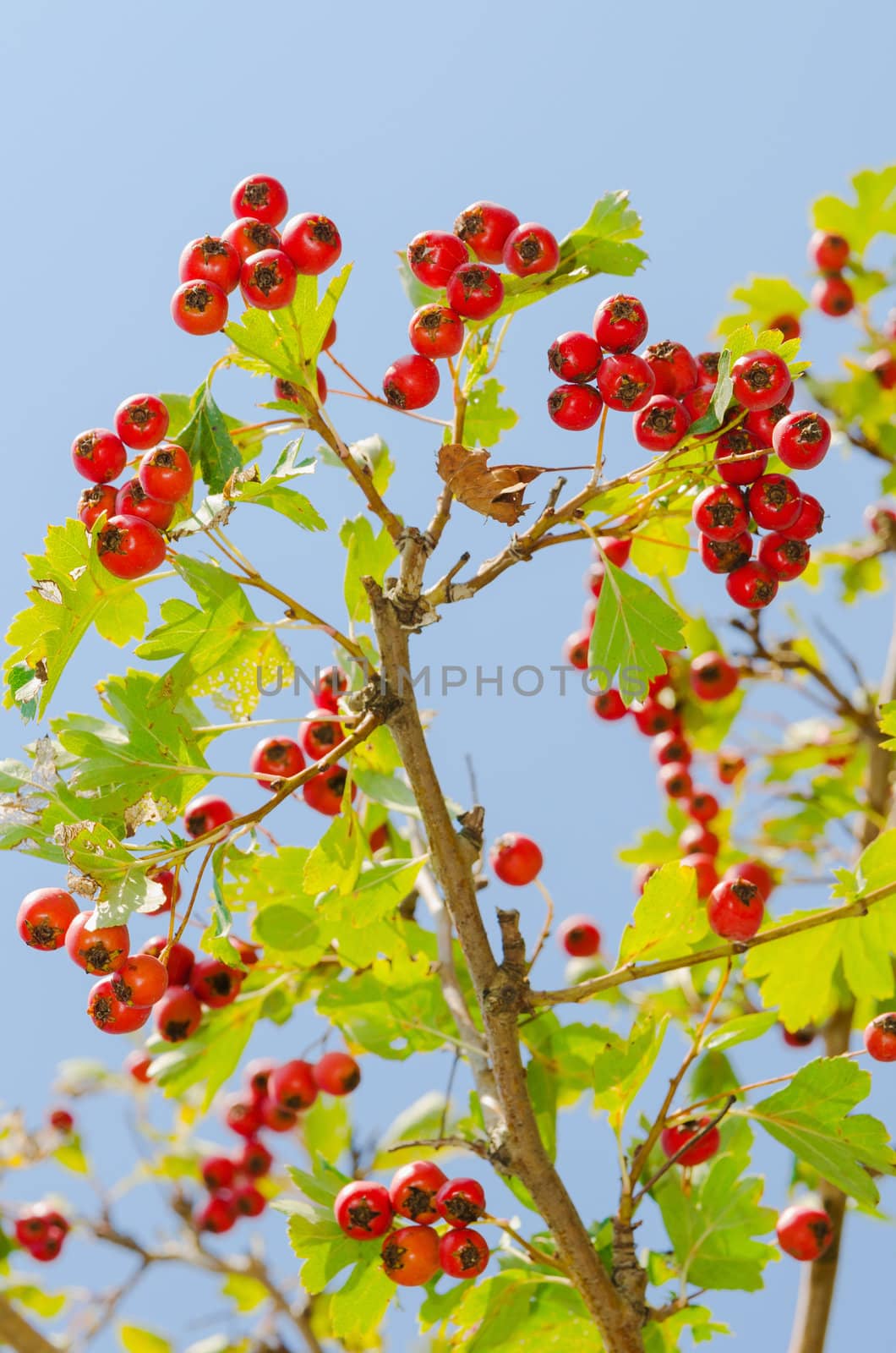 red vitaminic healthy berry on a branch. mature food