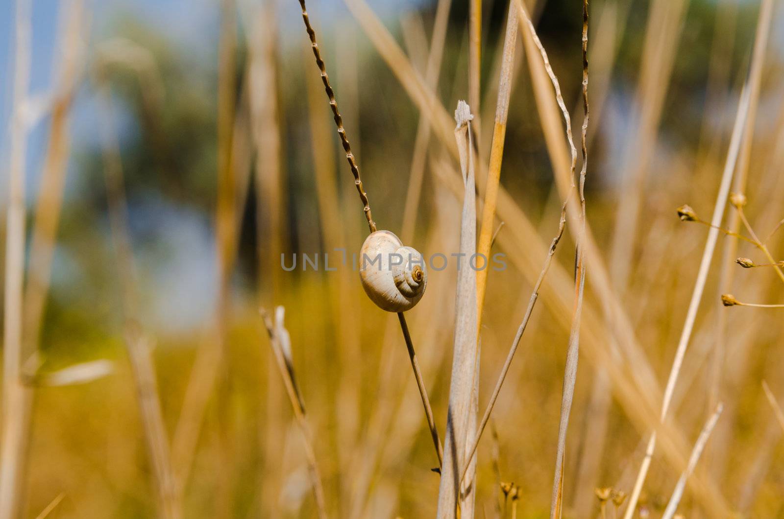 one small snail holding on plant stem. Nature background