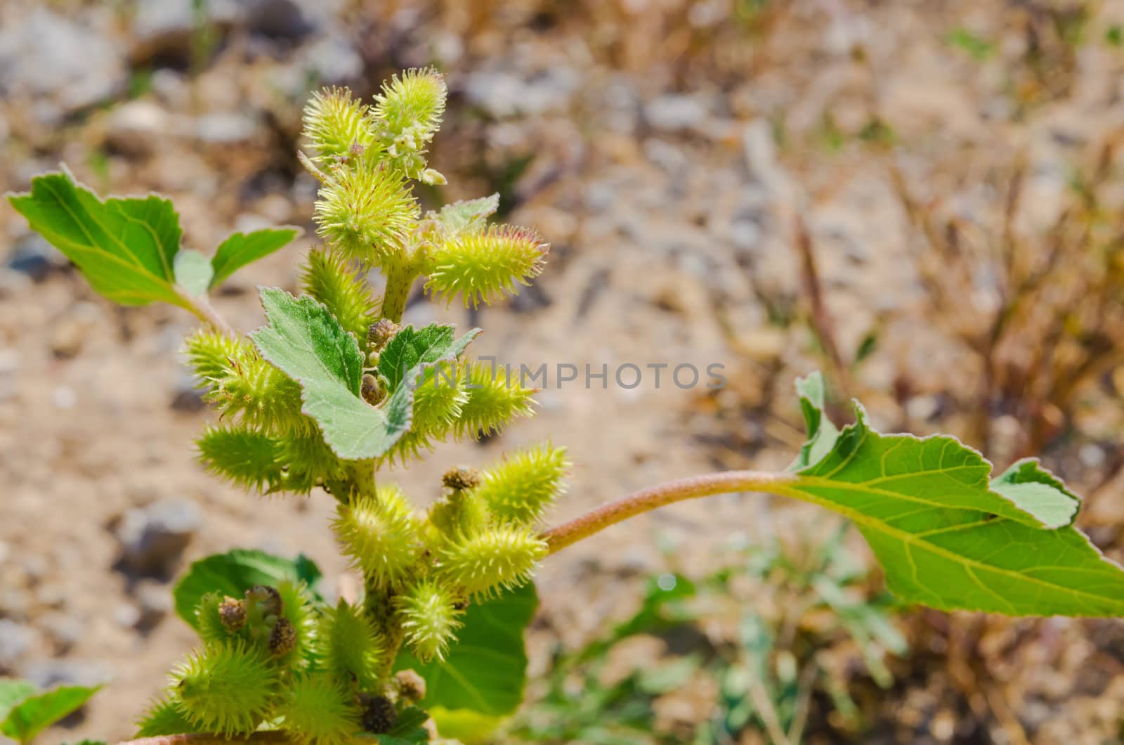 one green bur on a blur soil background. Heat season