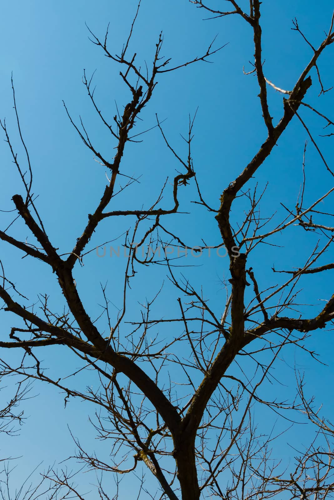 silhouette of dried trees on a cloudless blue sky background