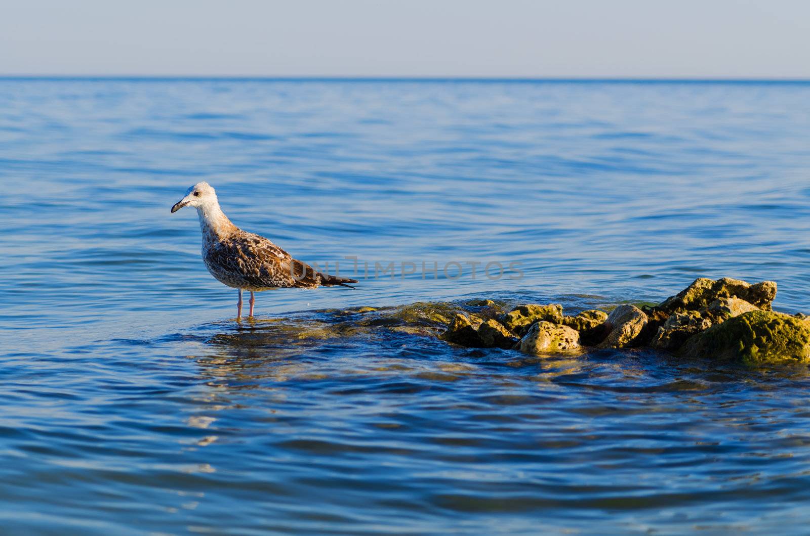 one seagull stending on steady stones in a sea. Blue sky and water background