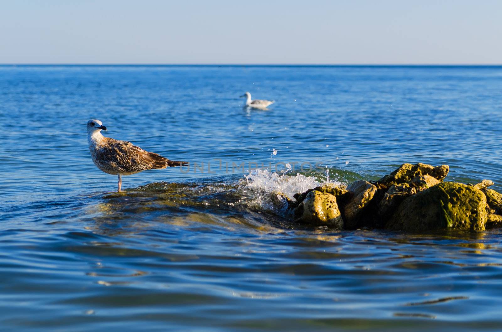 one seagull stending on steady stones in a sea. Blue sky and sea waves background