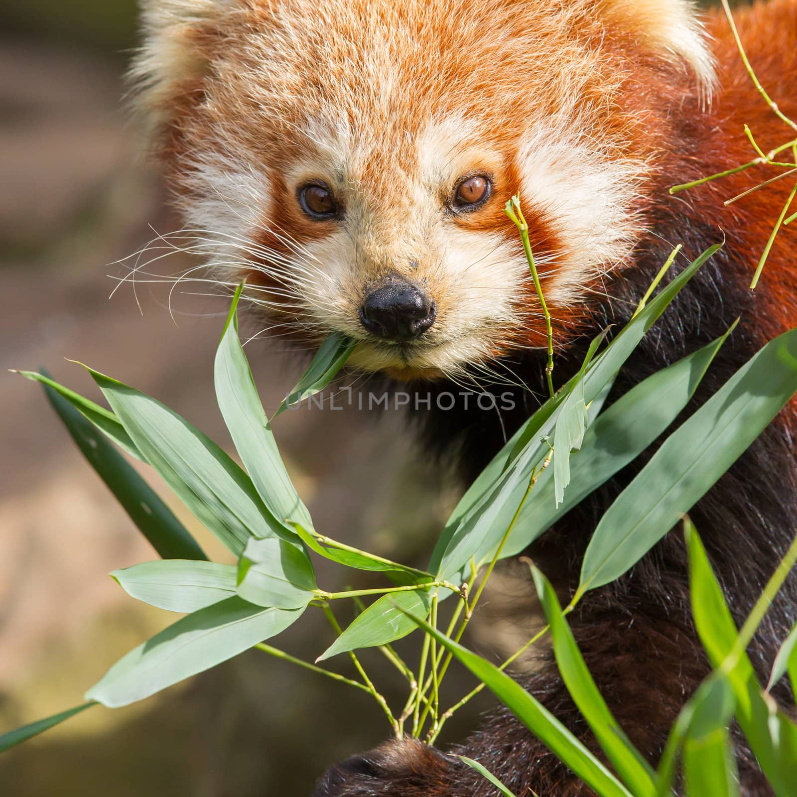 The Red Panda, Firefox or Lesser Panda (Ailurus fulgens)