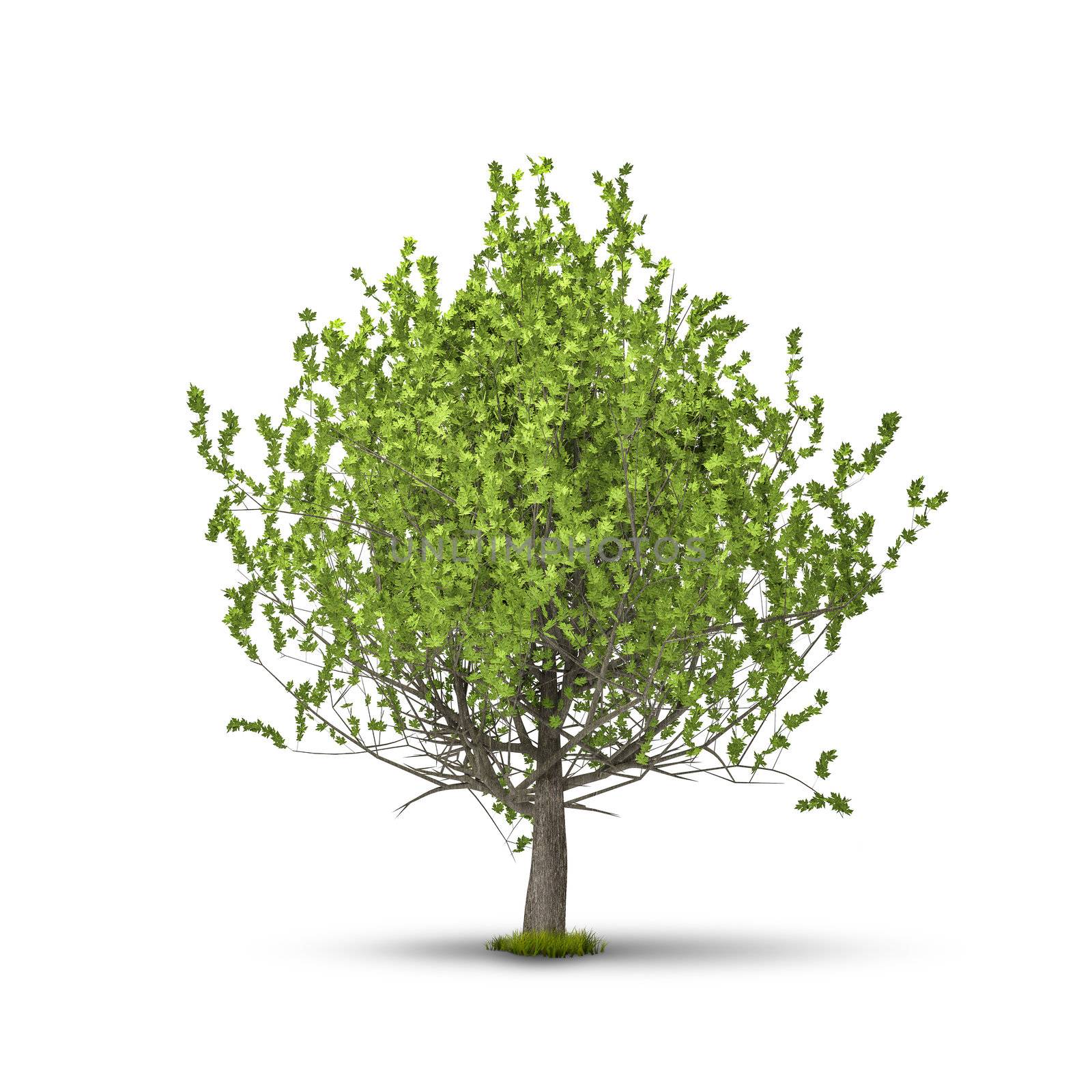 An image of a tree isolated on white background