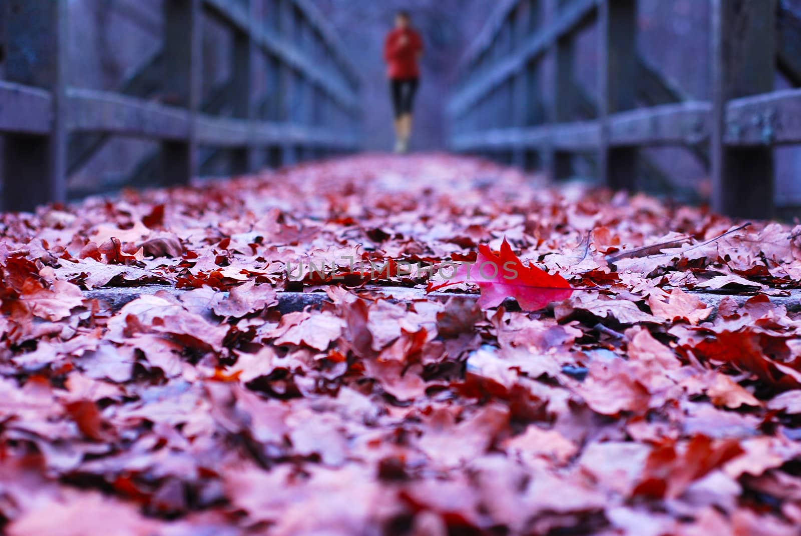 old wooden bridge covered in leaves with runner