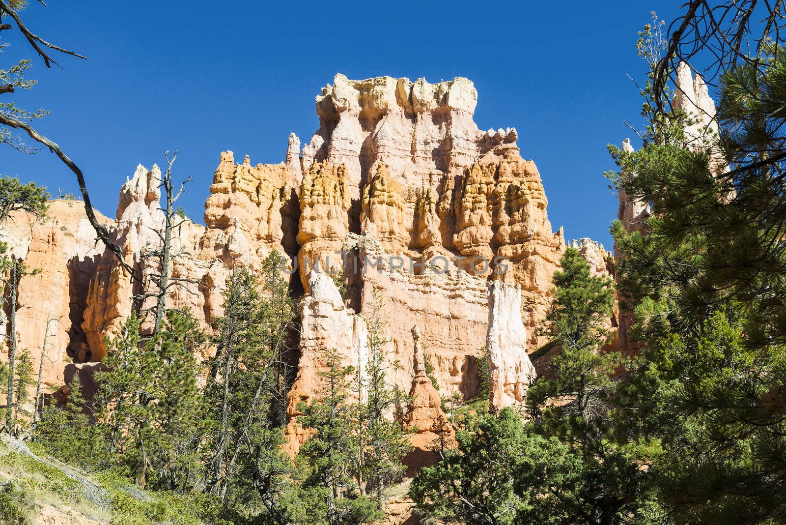 spectacular Hoodoo rock spires of Bryce Canyon, Utah, USA
