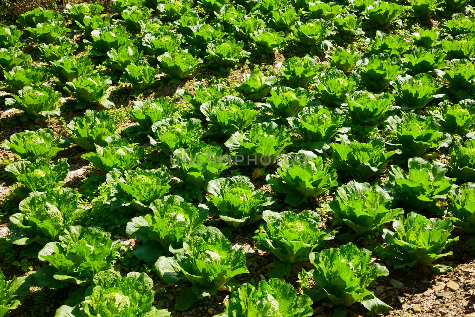 Green cabbage in rows growing on field in Taiwan