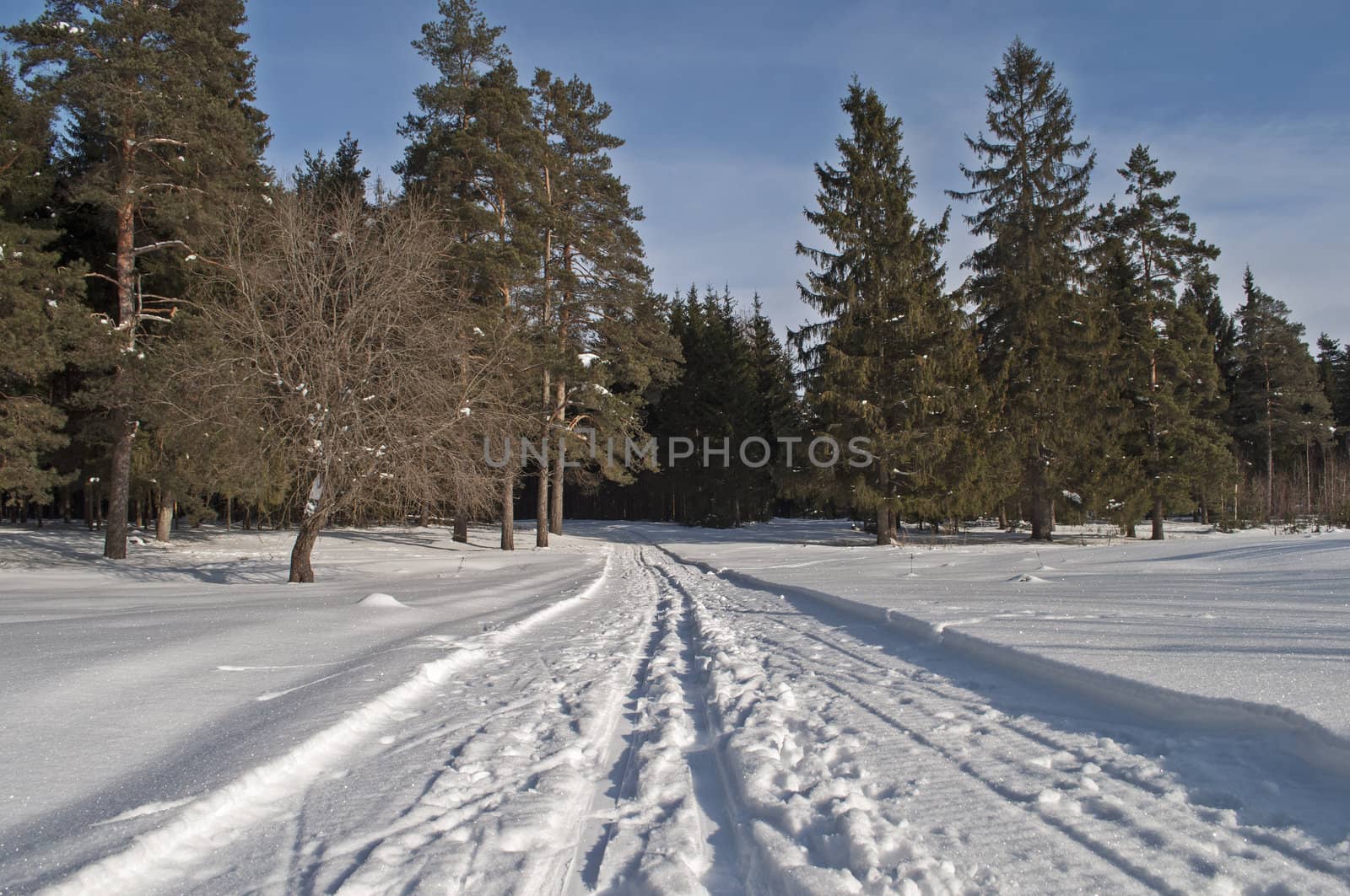 Snowmobile trail in a forest, winter sunny day