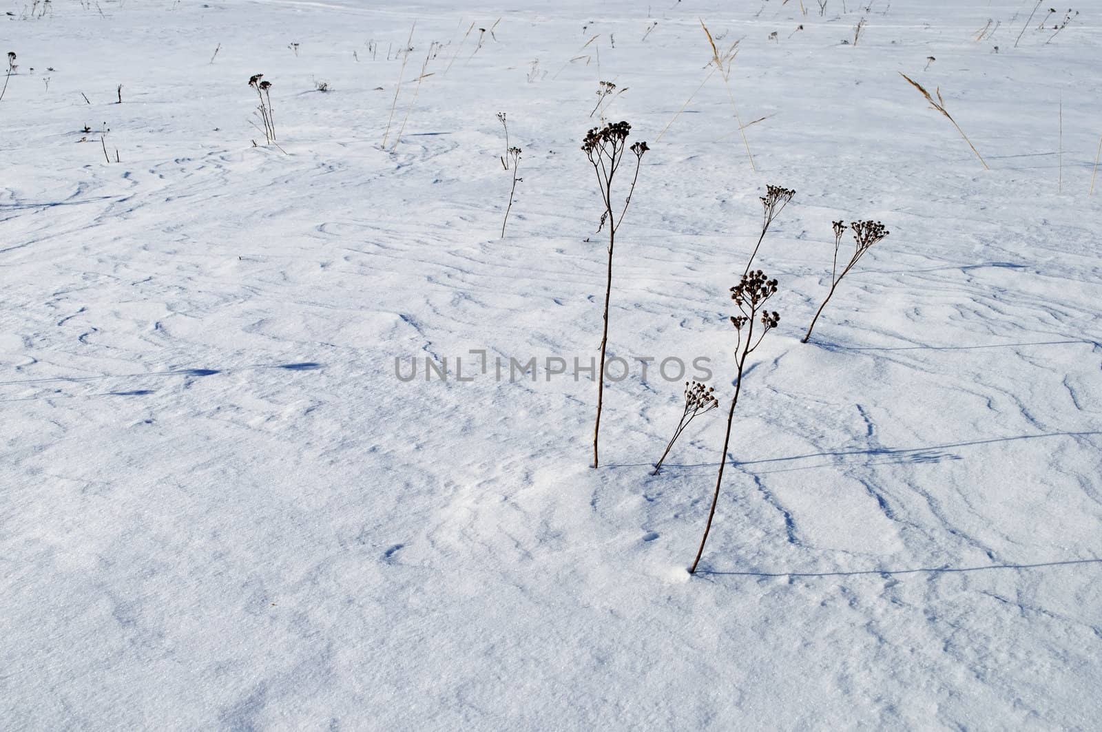 Stalks of dry grass on the snow-covered field