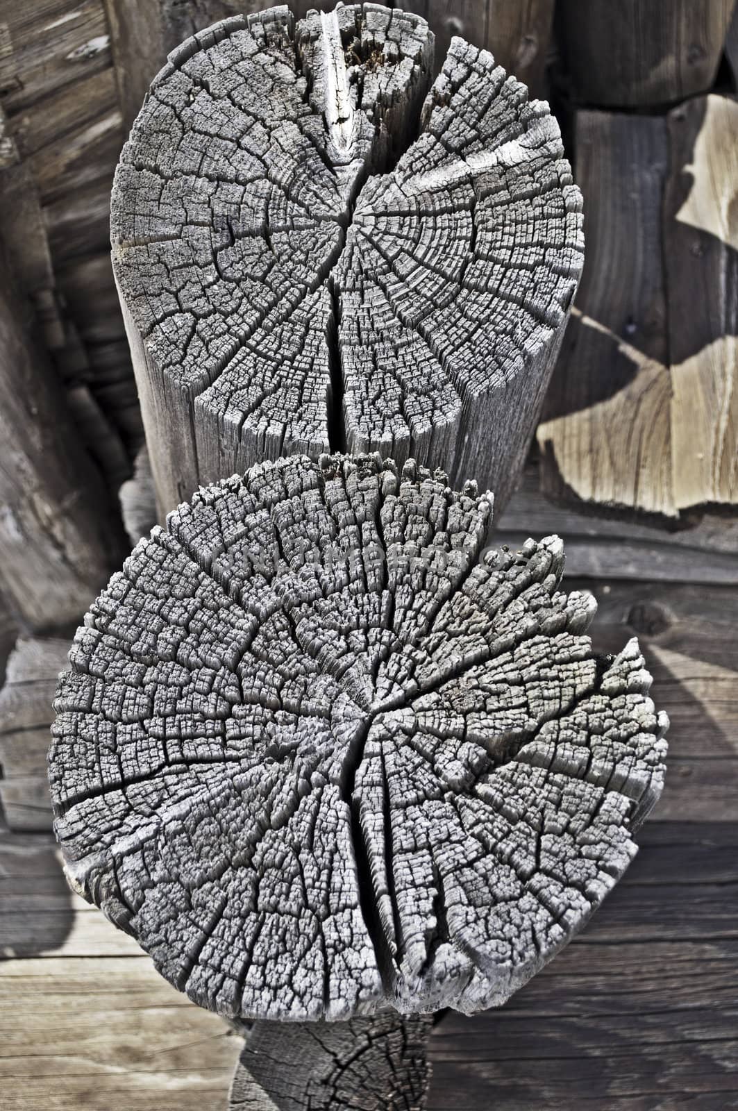 Cracked butt-end of two old weathered logs