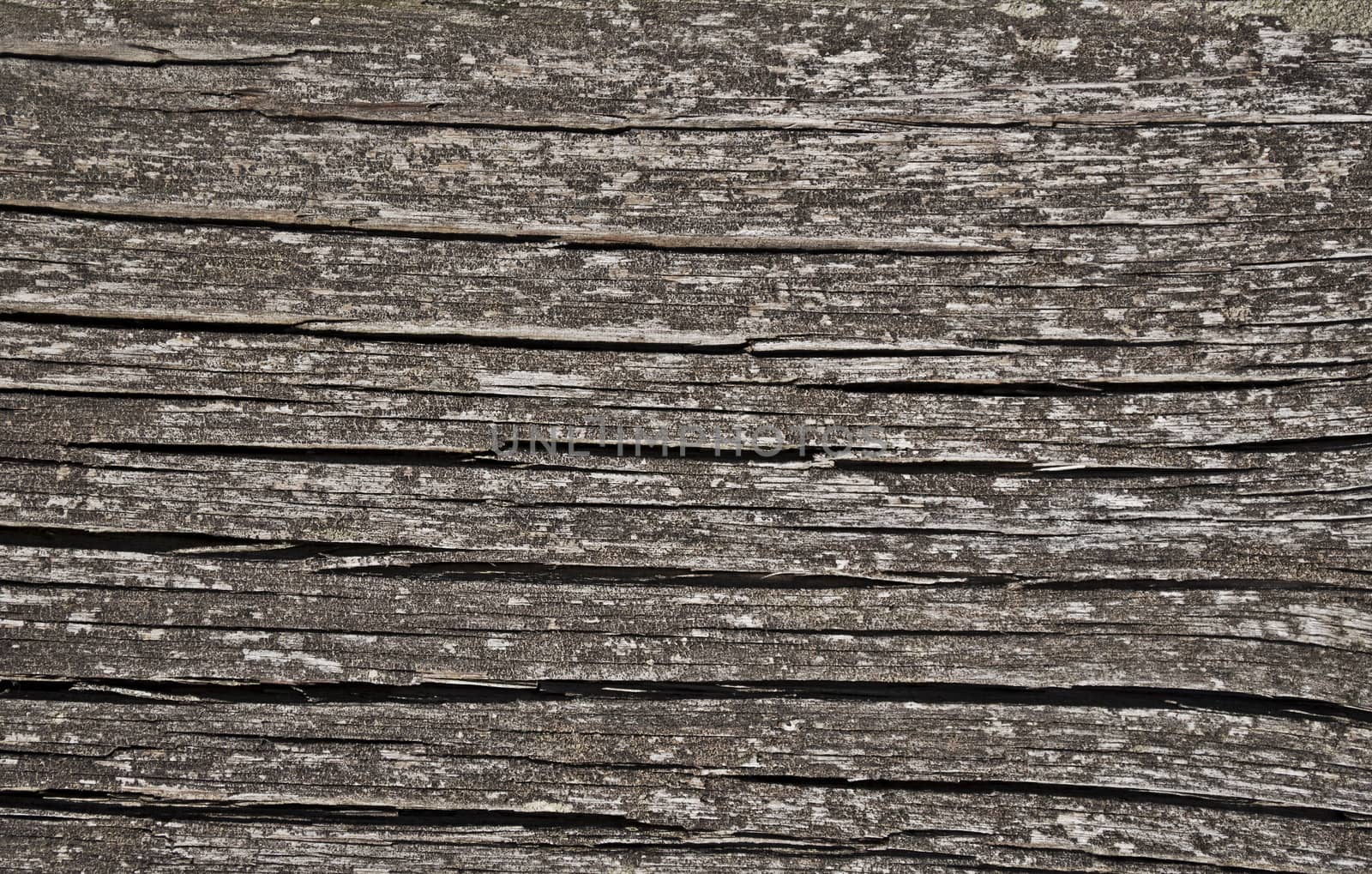 Close up of grey weathered cracked board texture