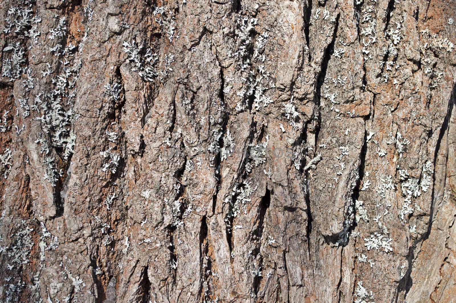 Close up of old oak bark texture