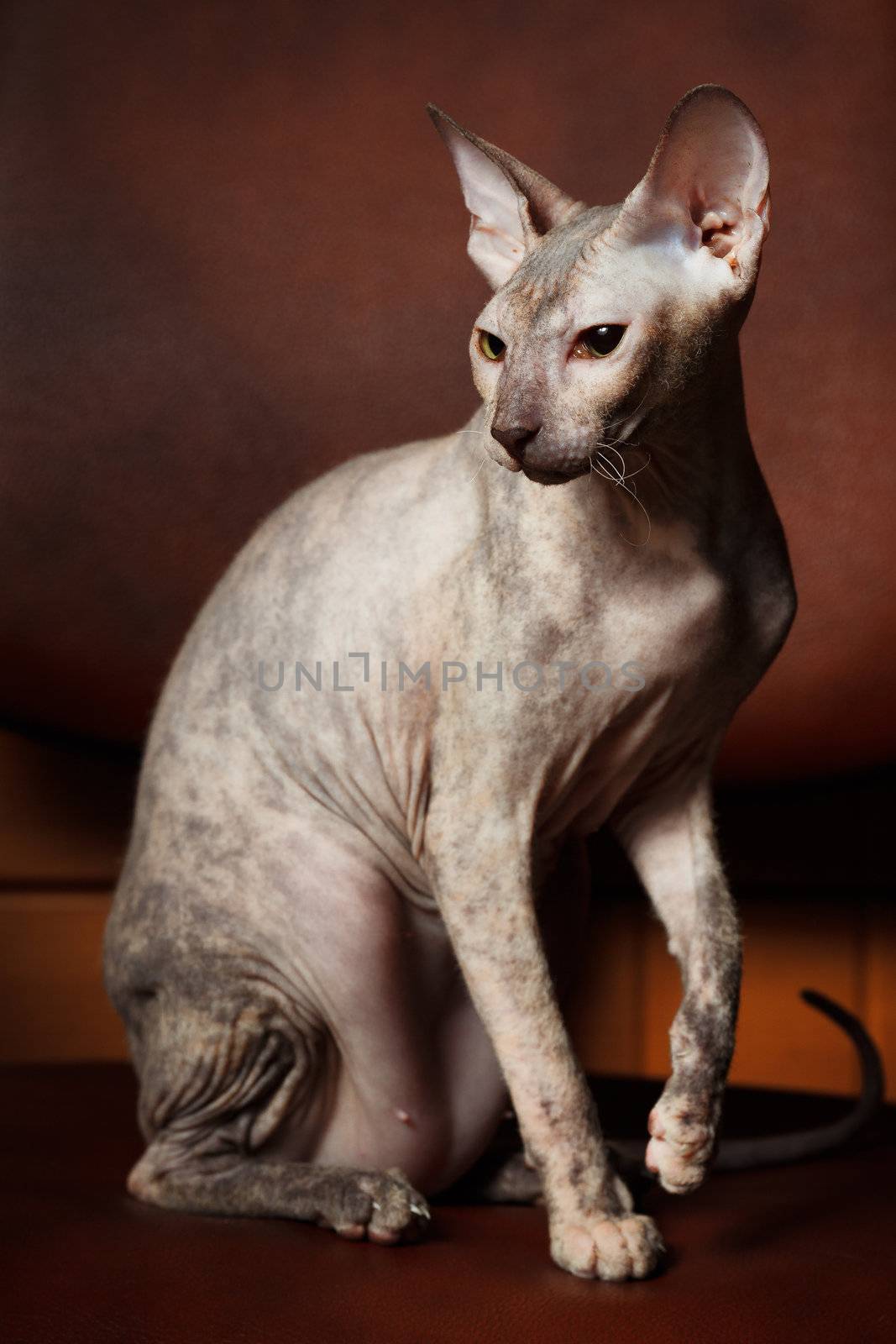 Sphynx Cat on a brown background