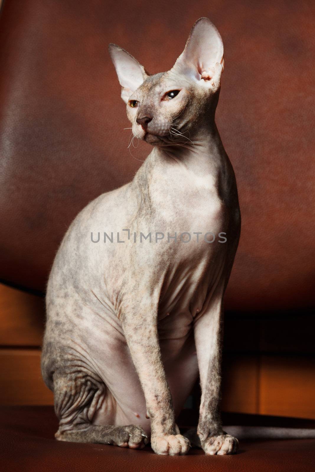 Sphynx Cat on a brown background