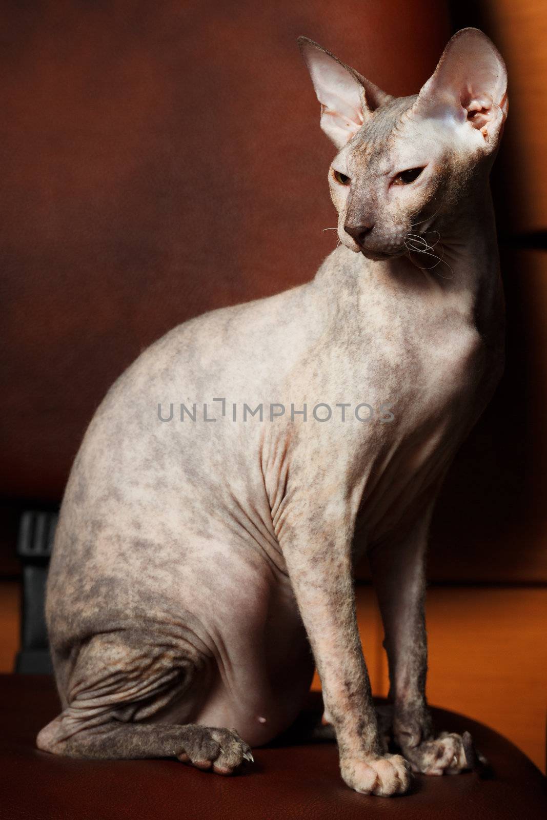 Sphynx Cat on a brown background