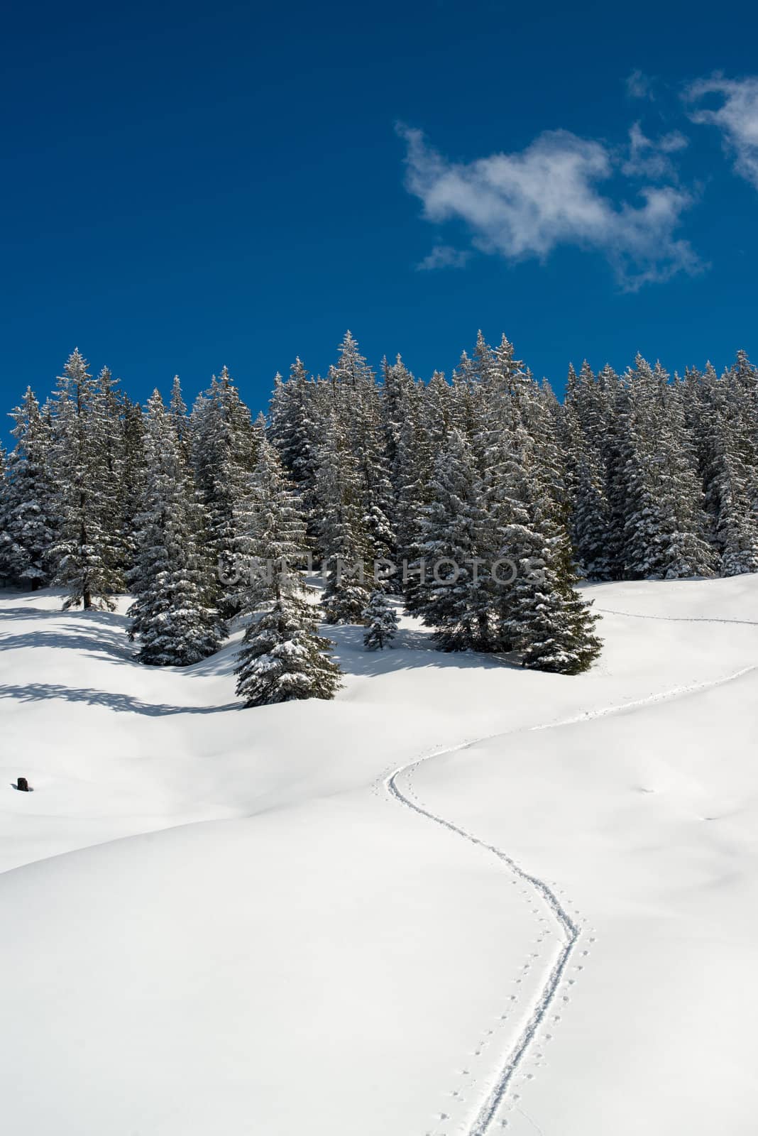 Snowshoe traces in fresh snow leading to a forest in Montafon, Austria