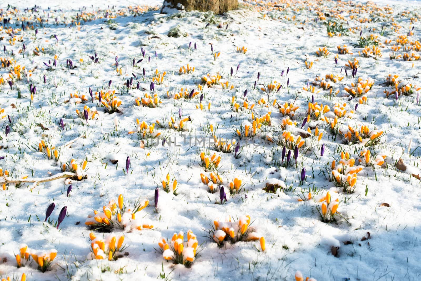 First crocus flowers blooming through the melting snow in the early spring